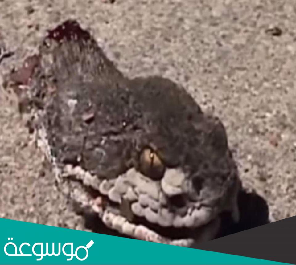 تفسير رؤية قطع رأس الثعبان في المنام