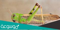 تفسير رؤية الجراد في المنام لمختلف الحالات حسب تفسير ابن سيرين