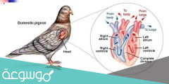 عدد حجرات القلب في الطيور