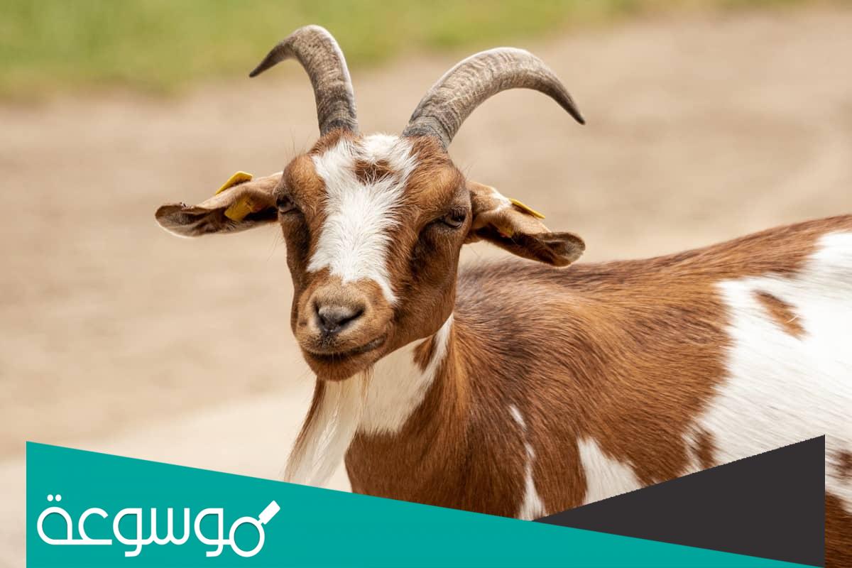 تفسير رؤية الماعز في المنام حسب تفسير ابن سيرين وابن شاهين