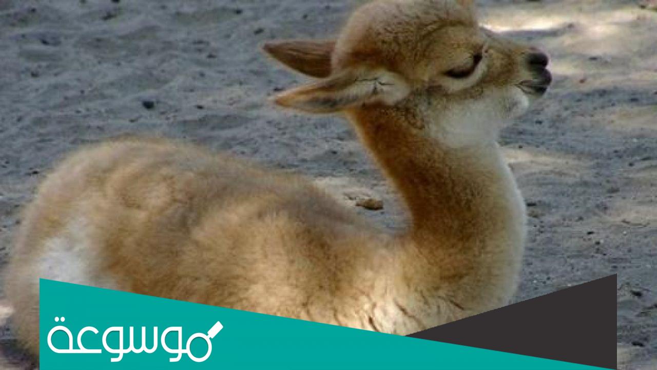 تفسير رؤية الجمل الصغير في المنام