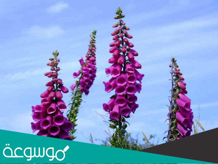 أخطر أنواع الزهور على حياة الإنسان وأجملها