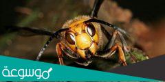 أخطر حشرات العالم