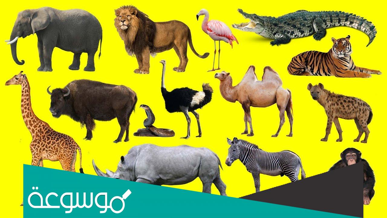 أسماء حيوانات جهازها العصبي اقل تعقيدا