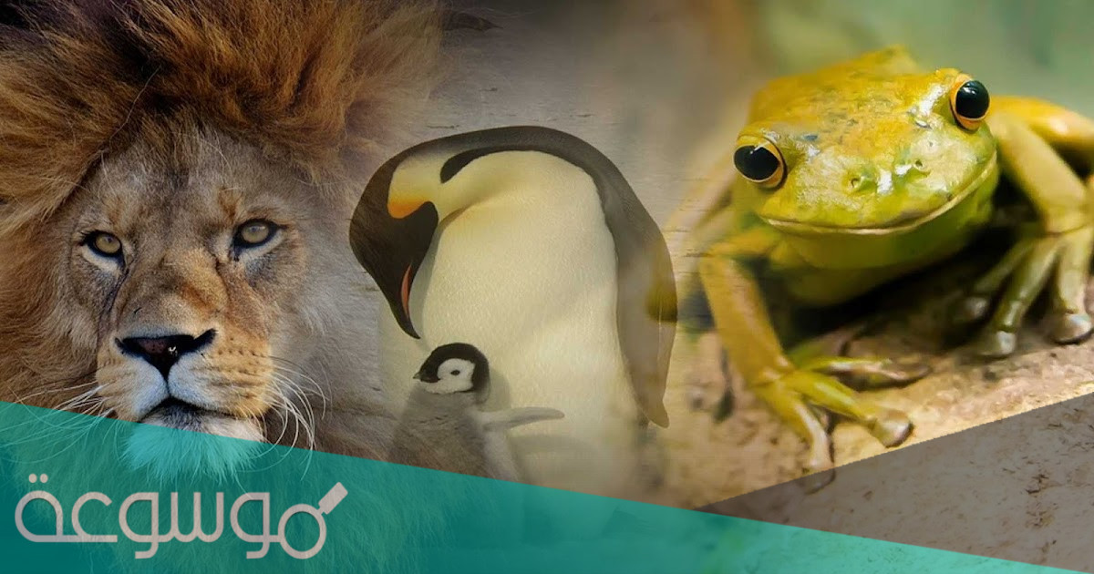 أسوأ الأباء والأمهات في عالم الحيوان