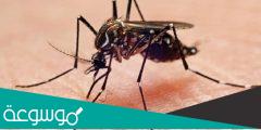 أشكال البعوض الذي يسبب حمى الضنك والبعوض الذي يسبب الملاريا