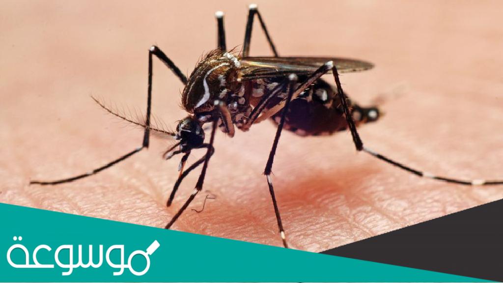 أشكال البعوض الذي يسبب حمى الضنك والبعوض الذي يسبب الملاريا