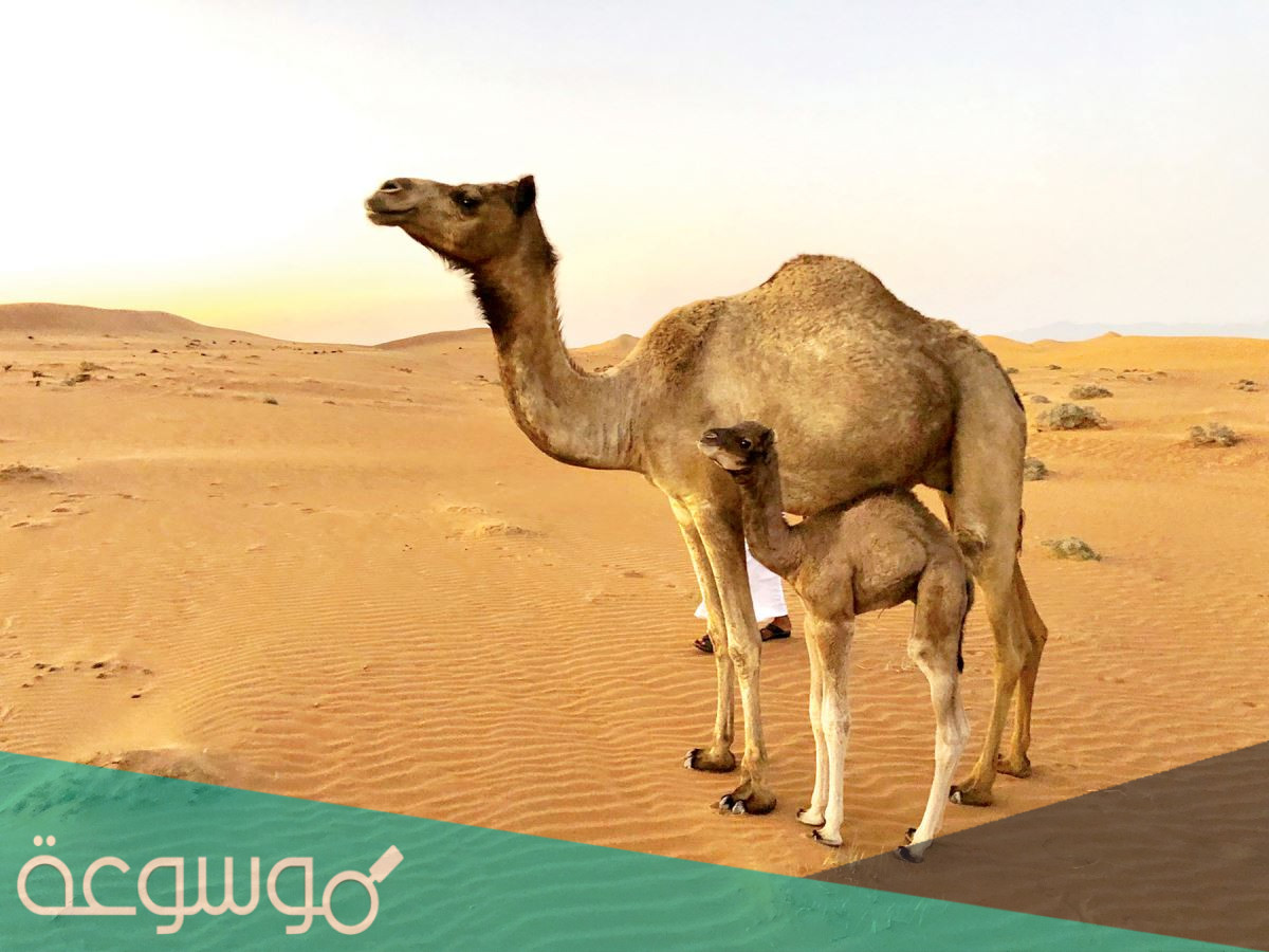 أشهر الحكم العربية القديمة والمتوارثة