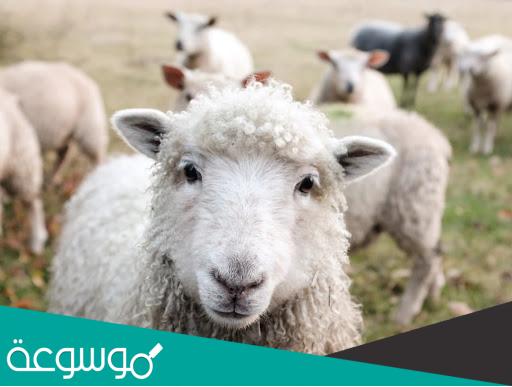 أشهر الحيوانات التي دجنها الإنسان