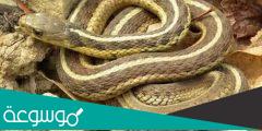 أفعى الرباط وطبيعة غذائها وتكاثرها