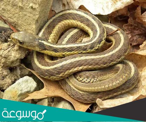 أفعى الرباط وطبيعة غذائها وتكاثرها