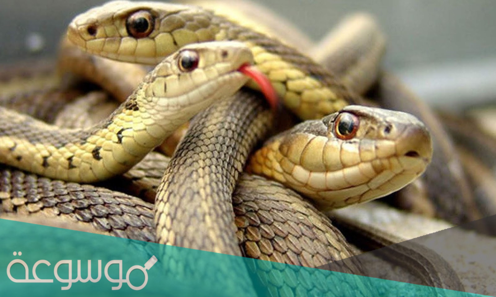 أكبر الثعابين حول العالم