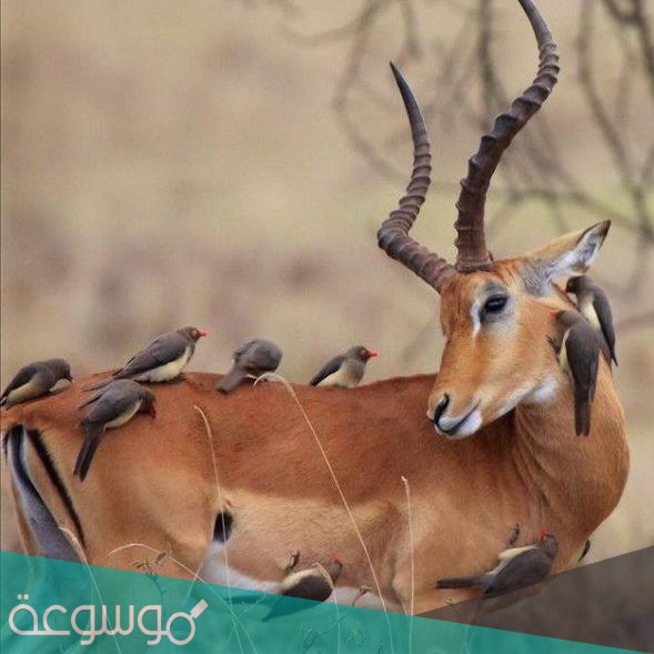 أمثلة على علاقة تبادل منفعة بين مخلوقين