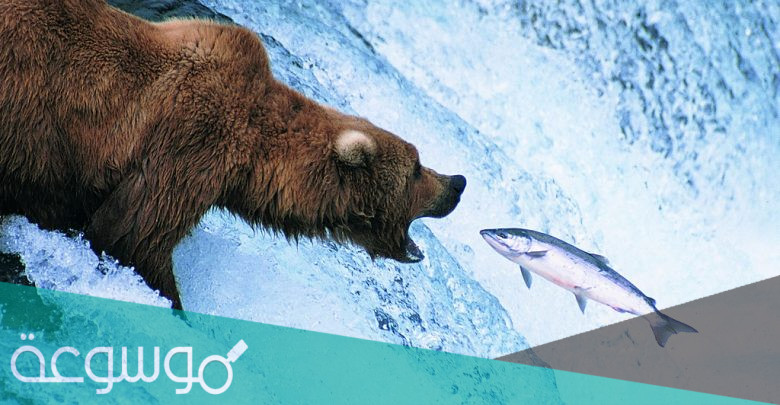 أنواع العلاقات بين الكائنات الحية في النظام البيئي