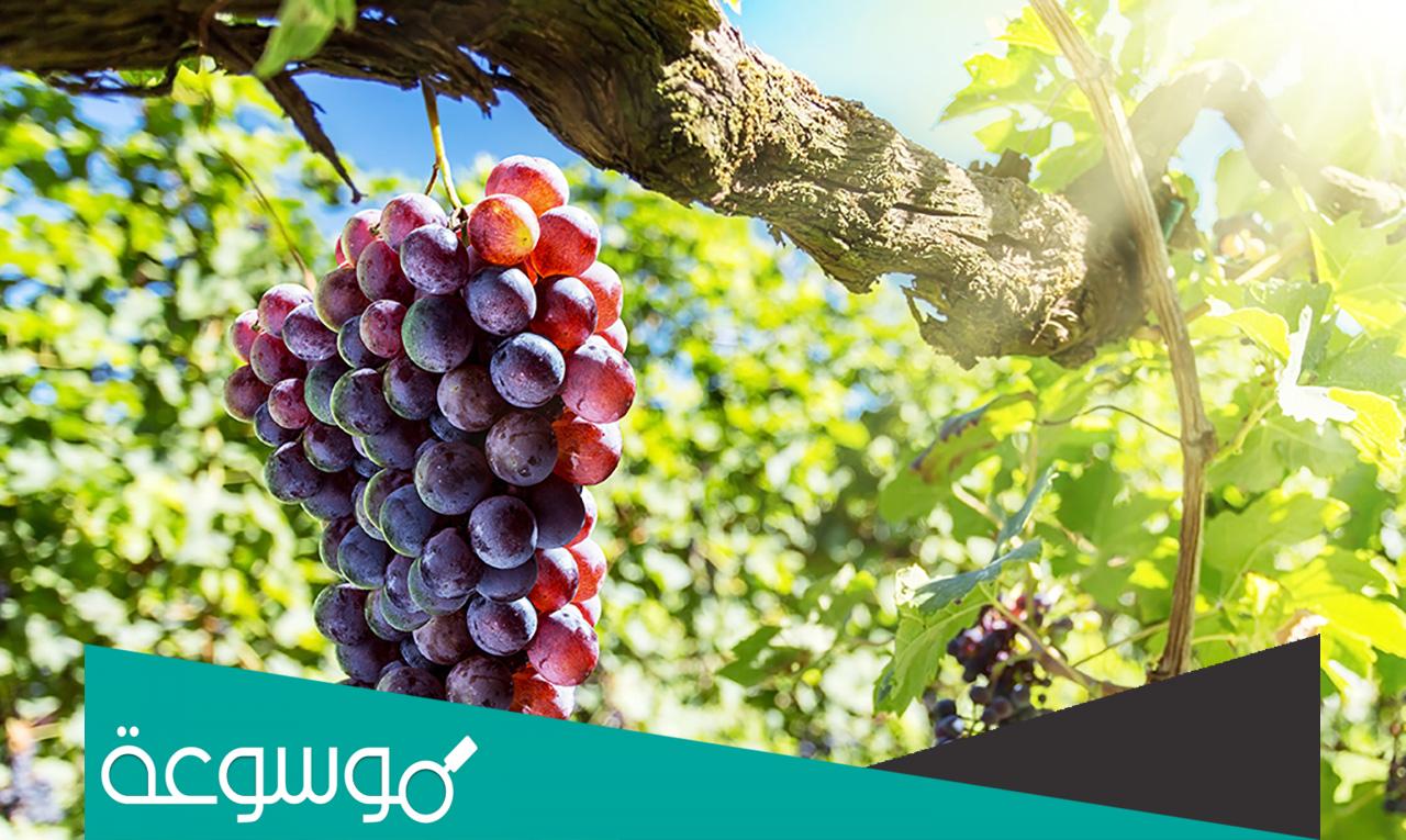إمكانية تناول العنب أثناء الريجيم
