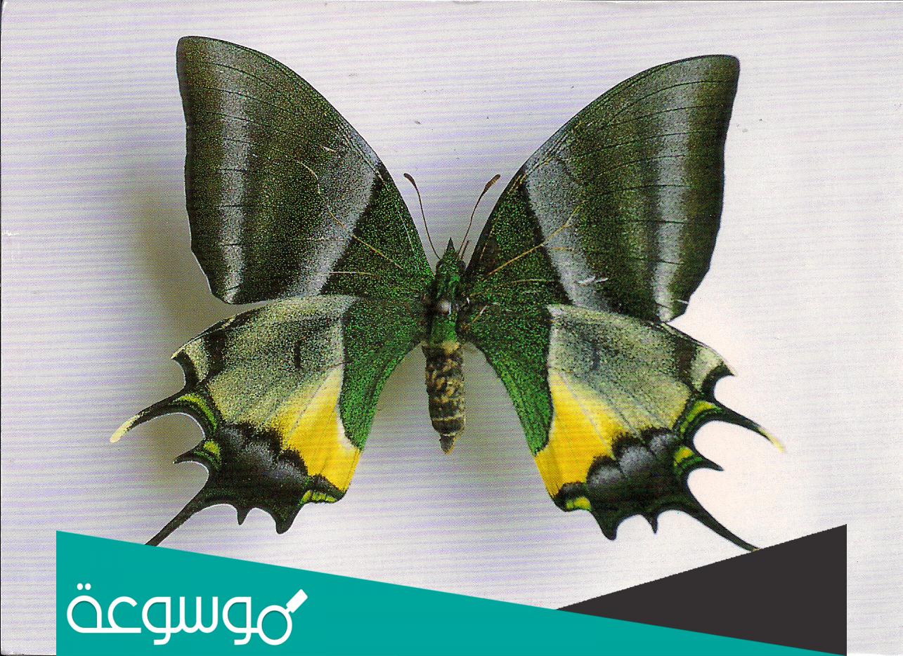 اجمل 10 فراشات في العالم