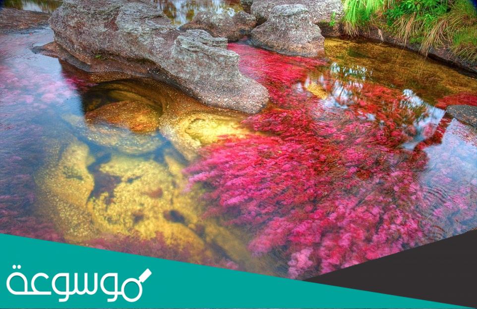 اجمل نهر في العالم كانيو كريستيلز