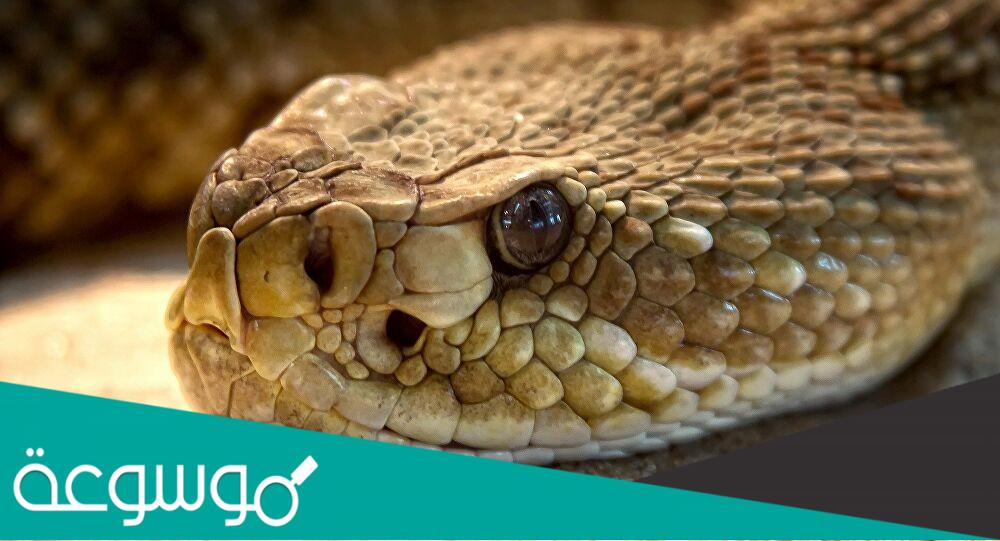 اخطر الافاعي في العالم