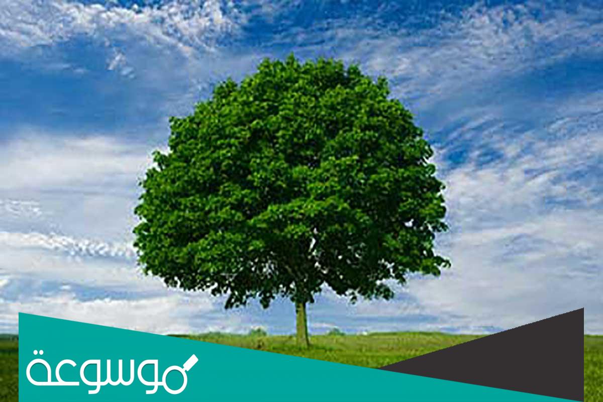 اذاعة عن الشجرة صديقتي