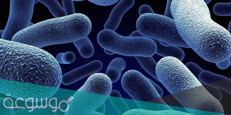 اسباب و اعراض الاصابة بطفيليات الاميبا واهم طرق الوقاية