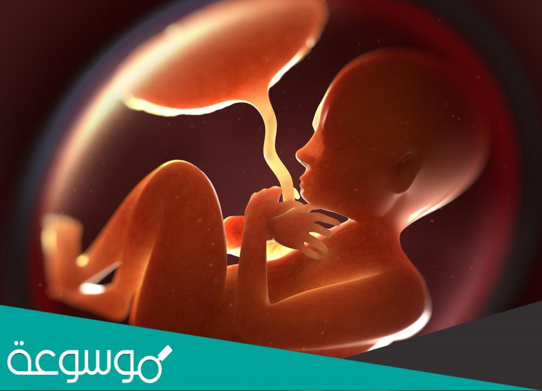 اسباب ونتائج التصاق المشيمة بالرحم