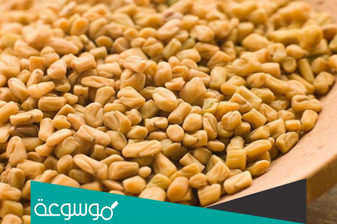 استخدام الحلبة الحصى في علاج السعال والربو