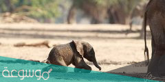اسم صغير الفيل و مراحل حياته