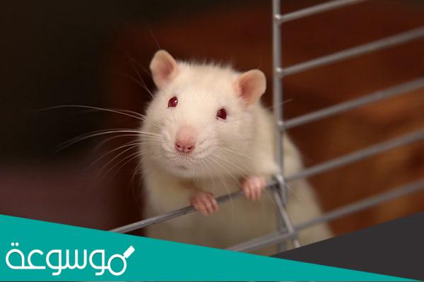 اسماء الحيوانات القارته