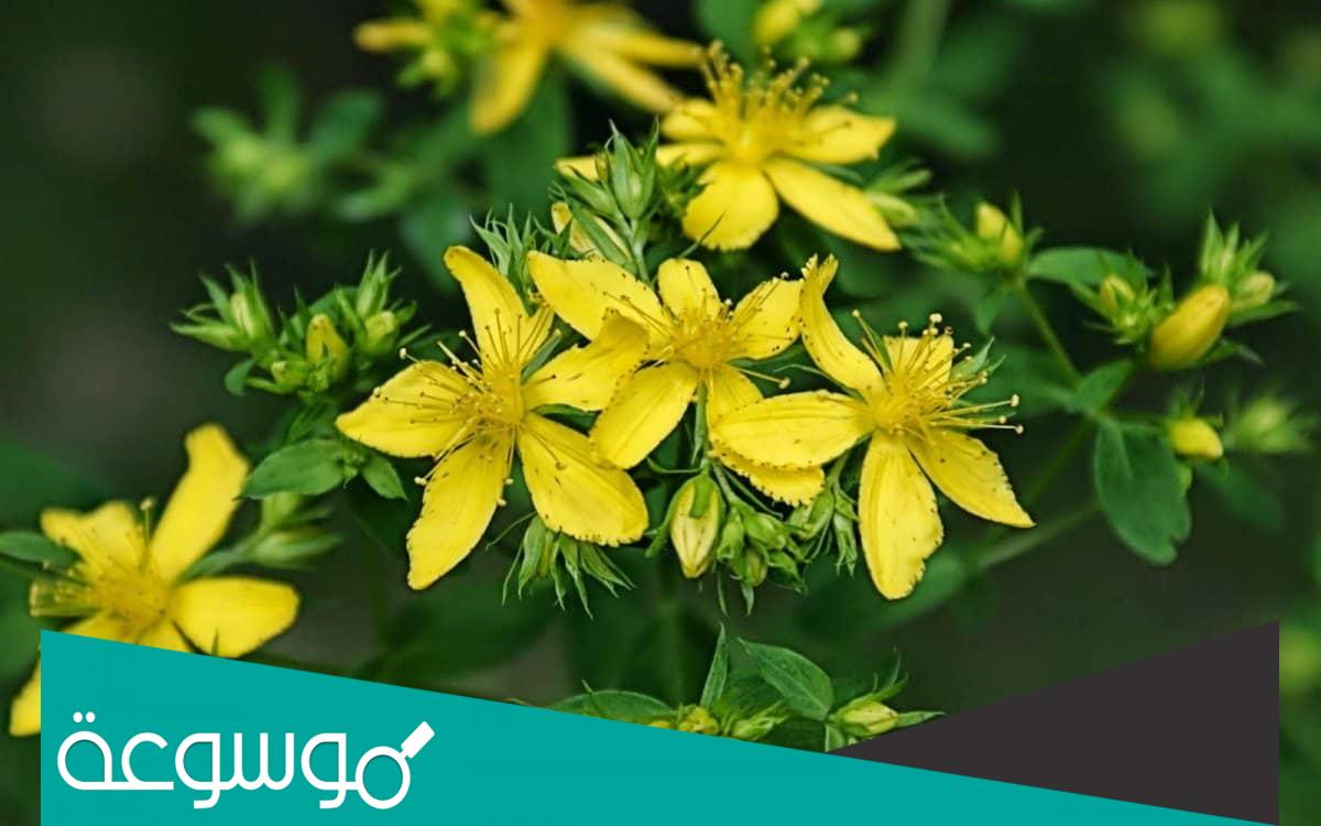 اضرار عشبة القديسين