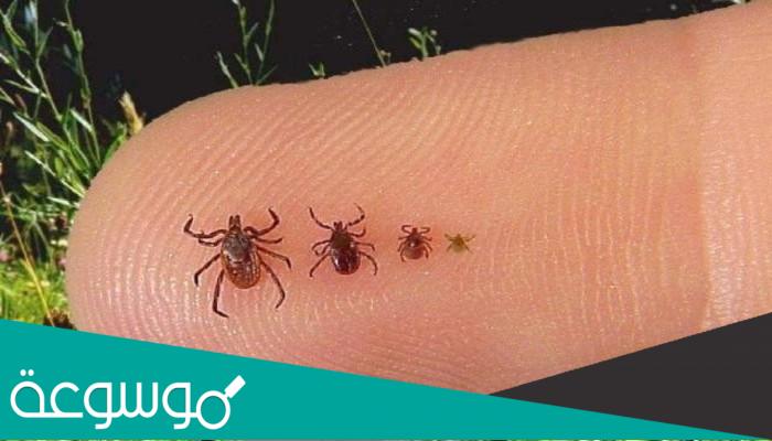 اعراض حمى القرم وكيف تنتقل العدوى