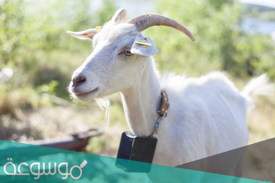 اغلى انواع الماعز