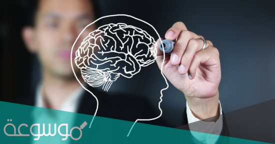 التغيرات التطورية في الدماغ وعلاقتها بالقلق