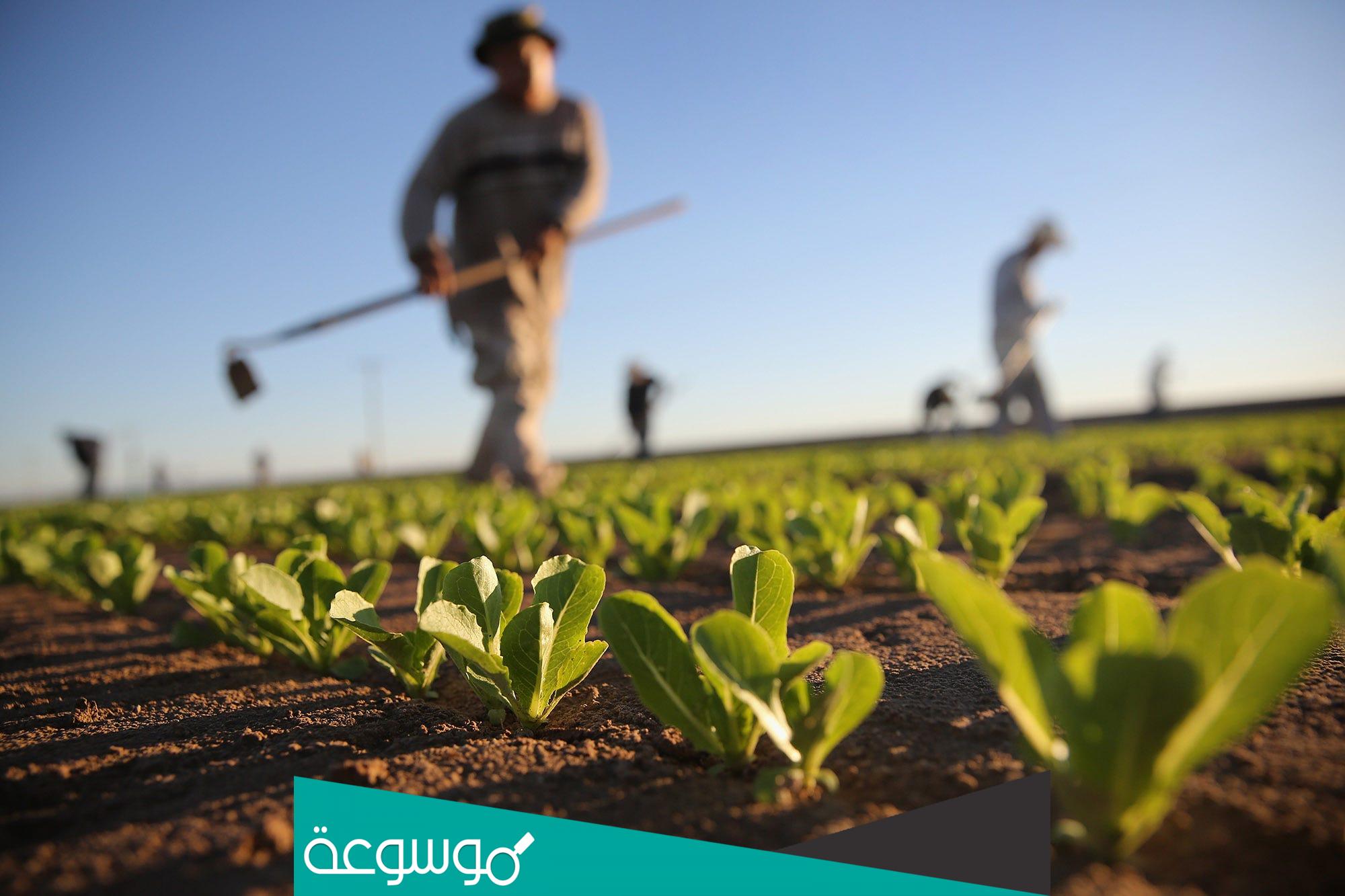 التقويم الزراعي في السعودية