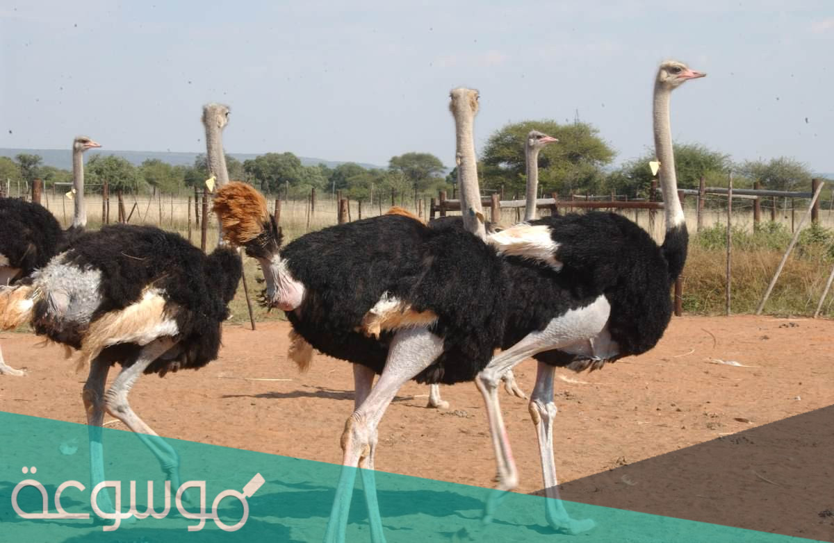 الحيوانات التي انقرضت في الجزيرة العربية بعد حفر قناة السويس