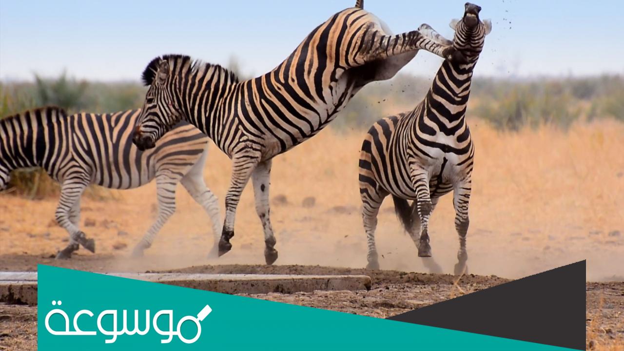 السلوك العدواني عند الحيوانات