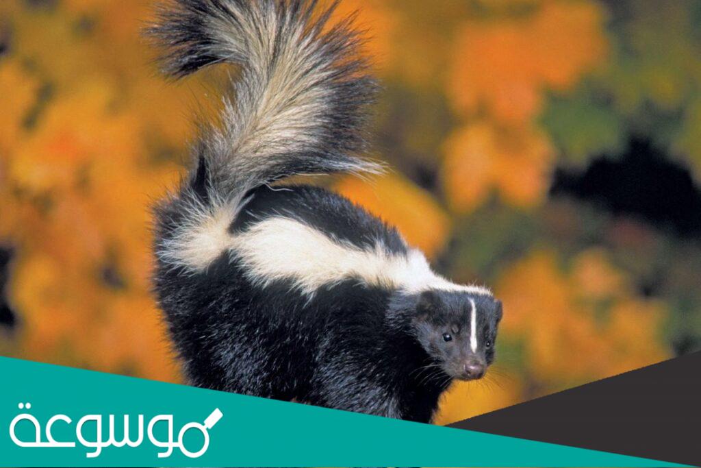 الضربان في المنام