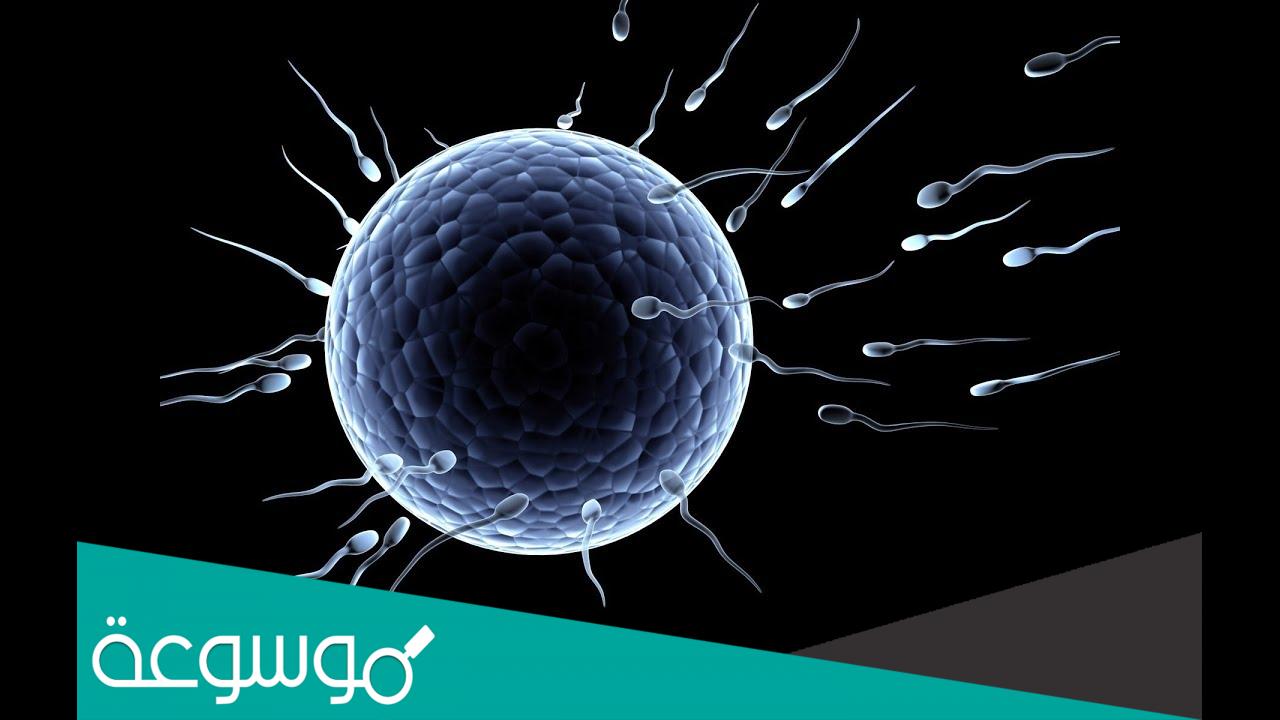 الفرق بين الاخصاب الداخلي والخارجي في الحيوانات