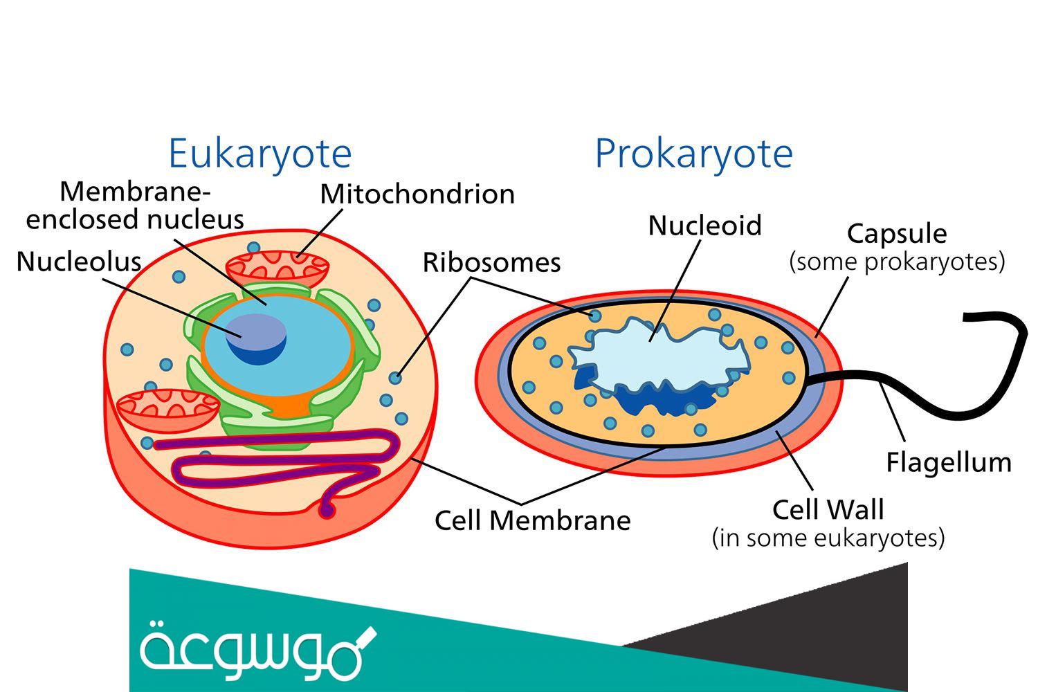 الفرق بين الانشطار الثنائي والانقسام المتساوي