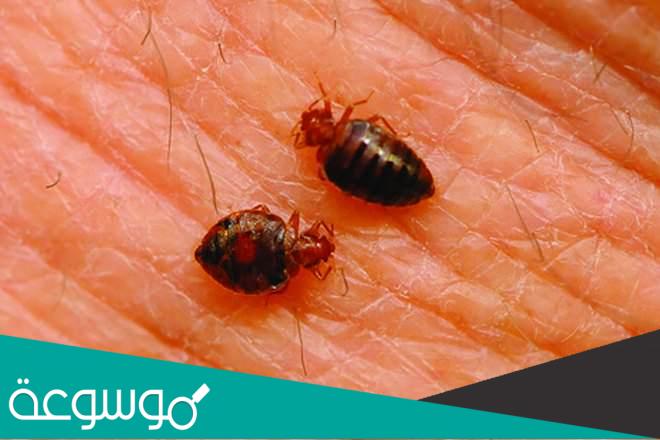 الفرق بين البرغوث والبق