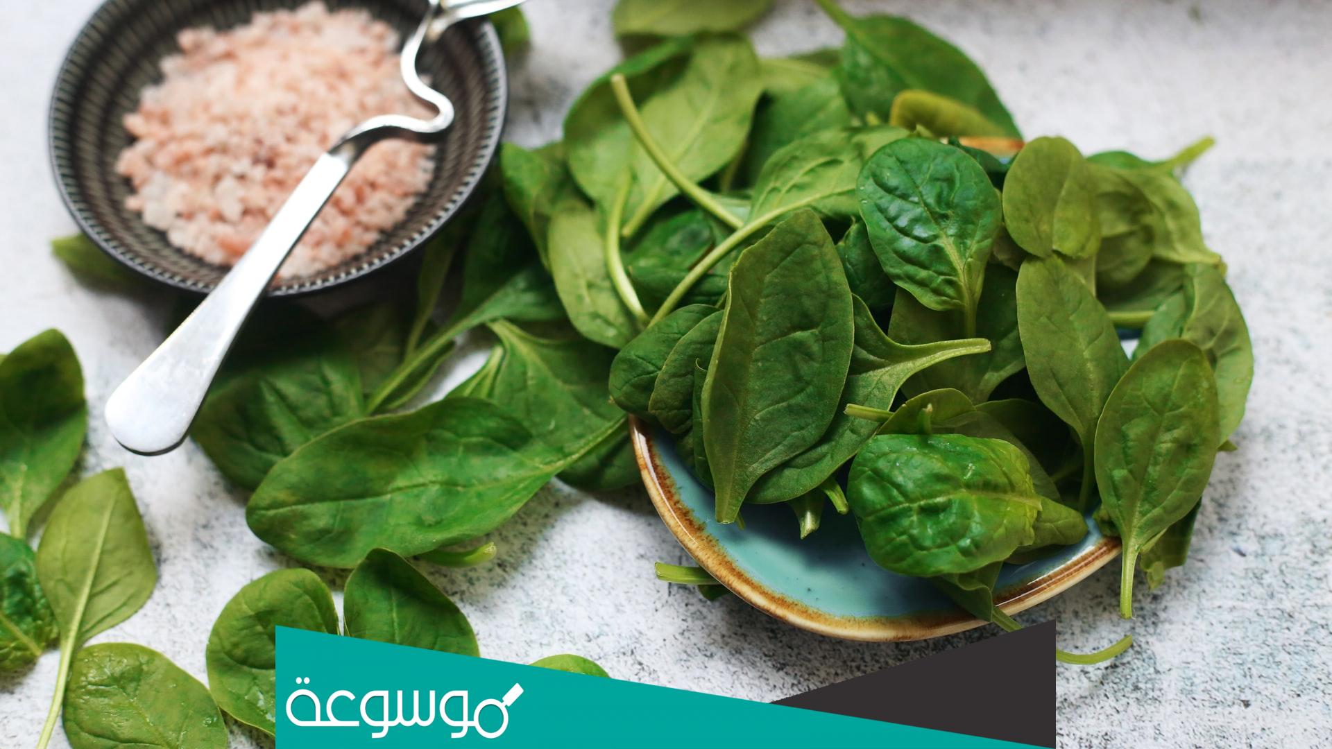 الفرق بين السلق والسبانخ وكيفية التفرقة بينهم