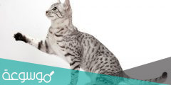 القط الفرعوني من أغلى سلالات القطط
