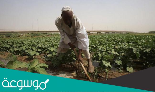 المحاصيل الزراعية التي تشتهر بها مدن المملكة