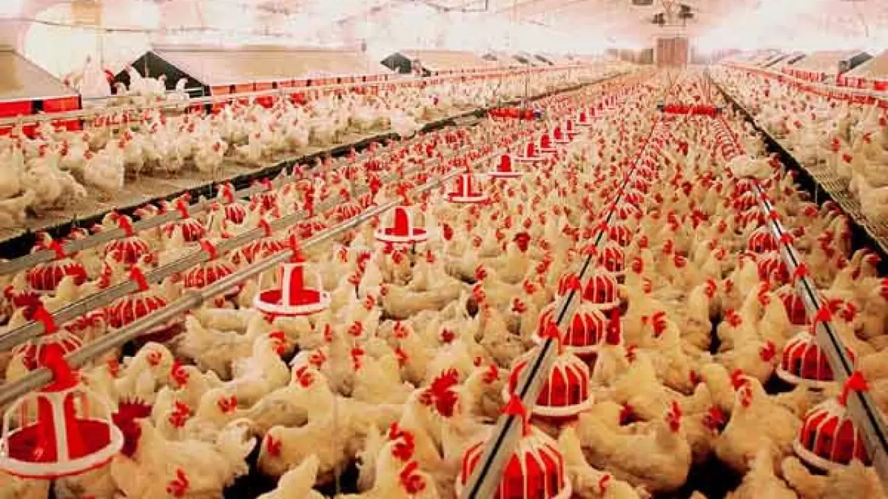 النصائح والاعتبارات الواجبة لعمل مشروع دواجن متكامل