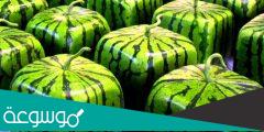 اليابانيون وكيفية زراعة البطيخ المربع والهرمي