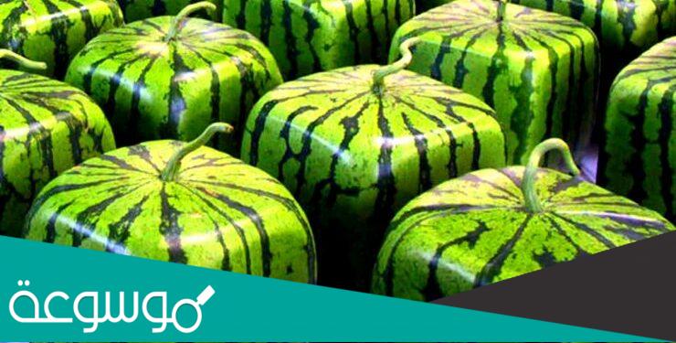 اليابانيون وكيفية زراعة البطيخ المربع والهرمي