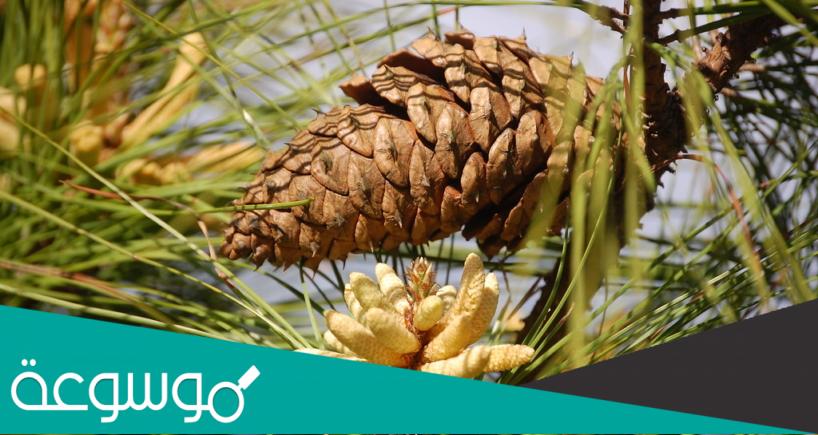 امثلة على نباتات معراة البذور