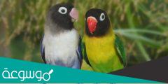 انواع طيور الحب واسمائها