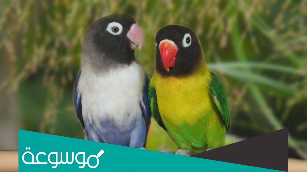 انواع طيور الحب واسمائها