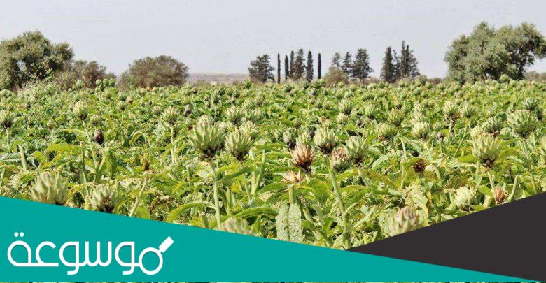 اهم المحاصيل الزراعية في الجوف