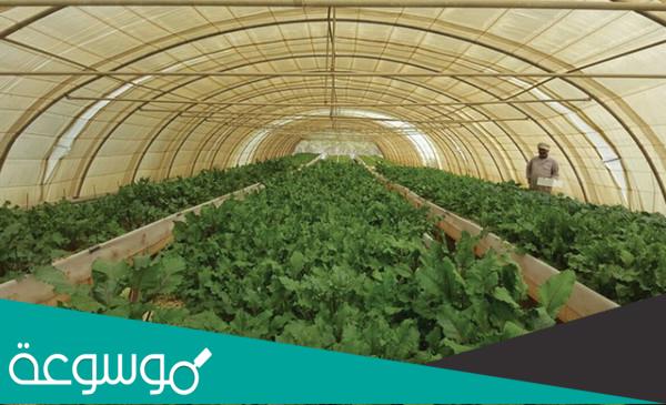 اهم المحاصيل الزراعية في الطائف